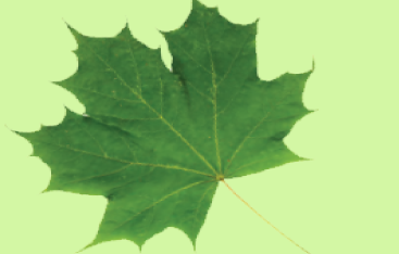 A green maple leaf.