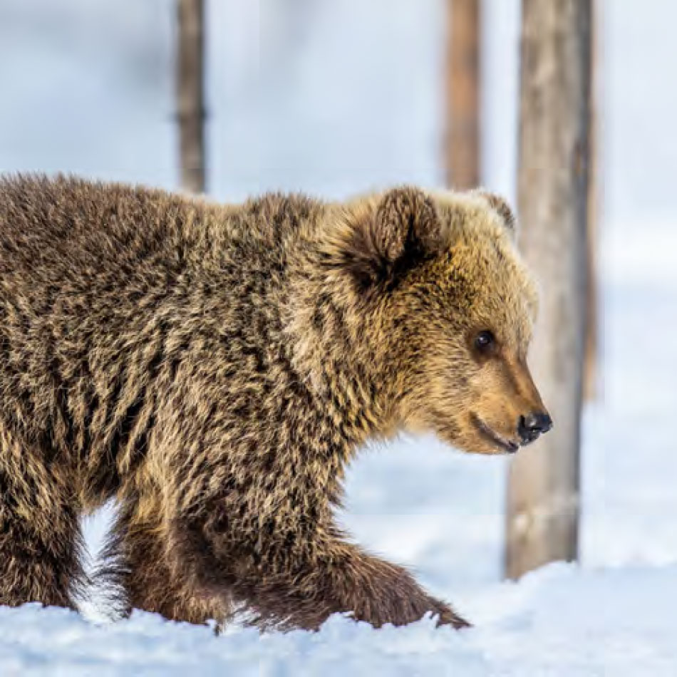 A bear cub in the winter.