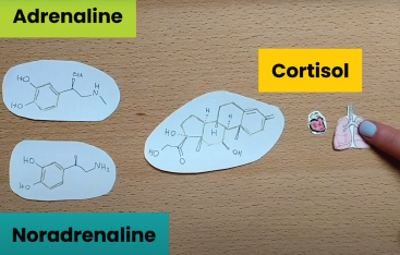 Diagrams of the chemical structures of adrenaline, noradrenaline and cortisol.
