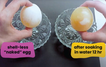 Close-up of a pair of hands, with an egg in each hand. One egg is labelled "shell-less "naked" egg" and the other egg is labelled "after soaking in water 12 hr"