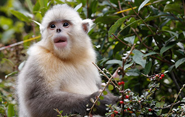 A golden monkey in the forest.