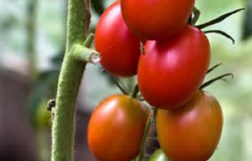 Tomatoes on the vine.
