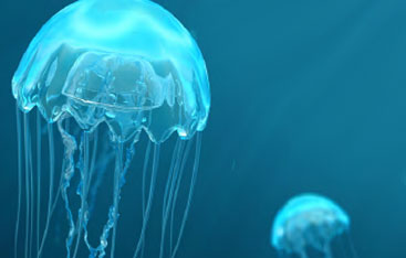 Two jellyfish in the water.