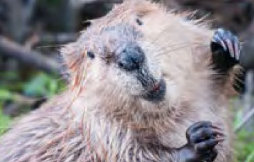 A beaver's face.