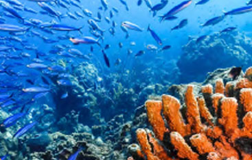 A school of fish swimming over coral.