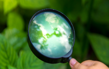 A magnifying glass inspecting some foliage.