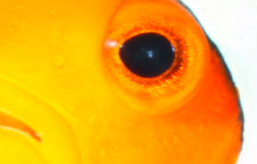 A close up view of a marine animal.
