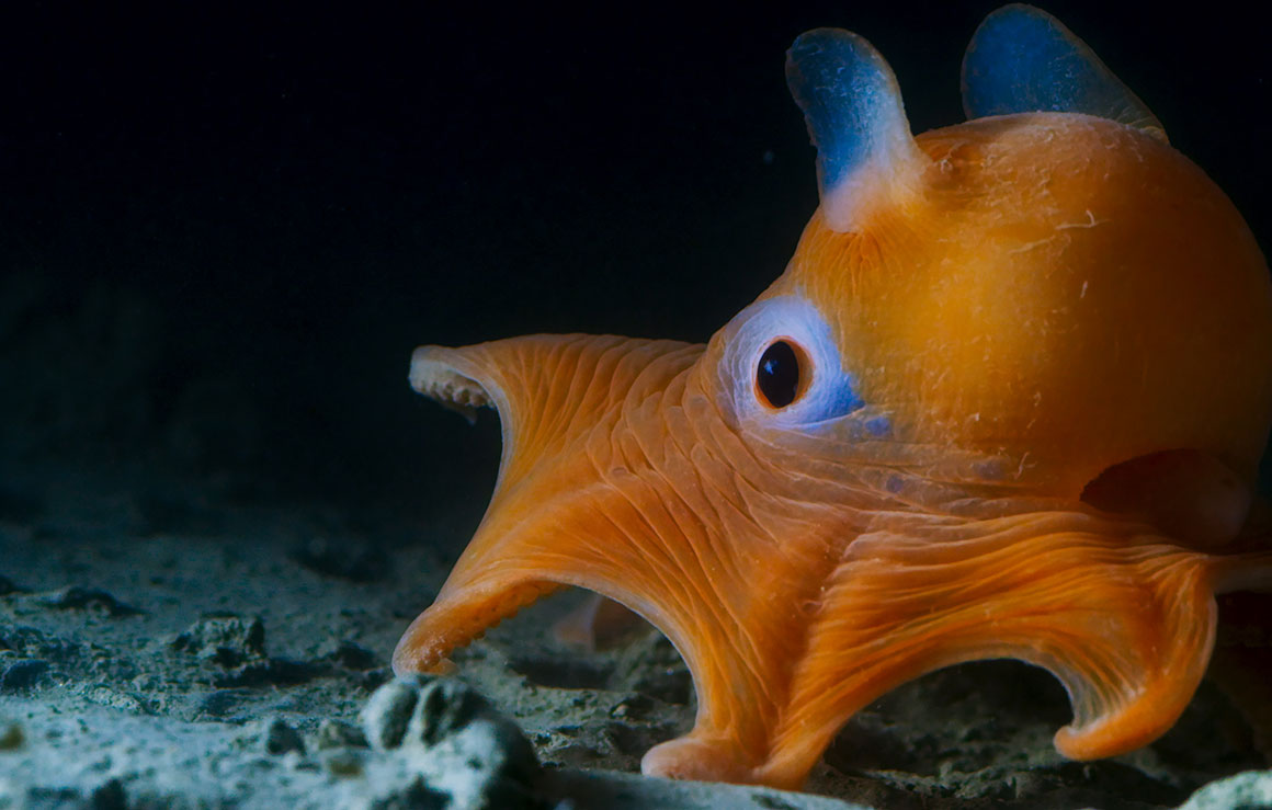 An octopus explores the ocean.