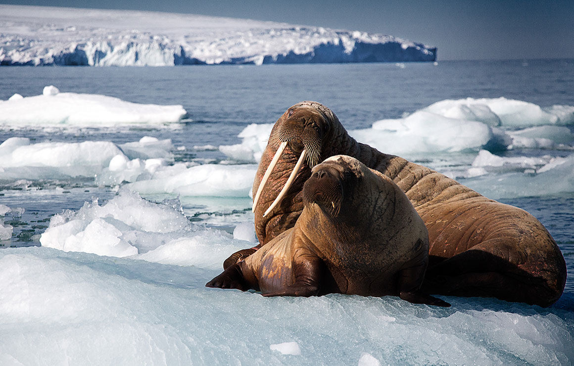 Two walruses lounging on the ice.