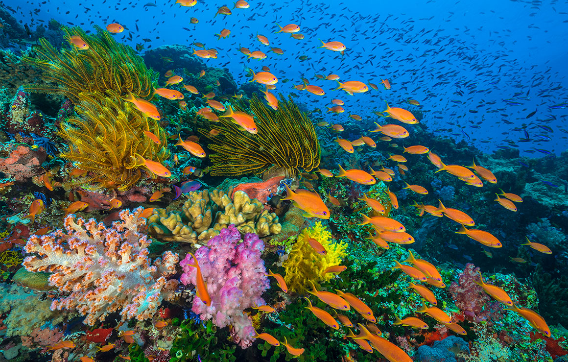 Schools of tropical fish swim through ocean plant life.