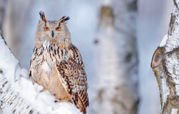An owl perched on a snowy tree.