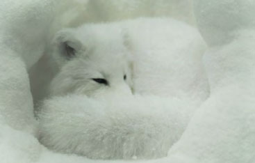 A white fox curls up in the snow.