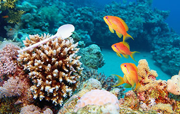 Tropical fish swimming around coral.