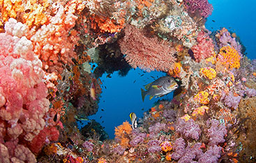 Fish swimming through coral.