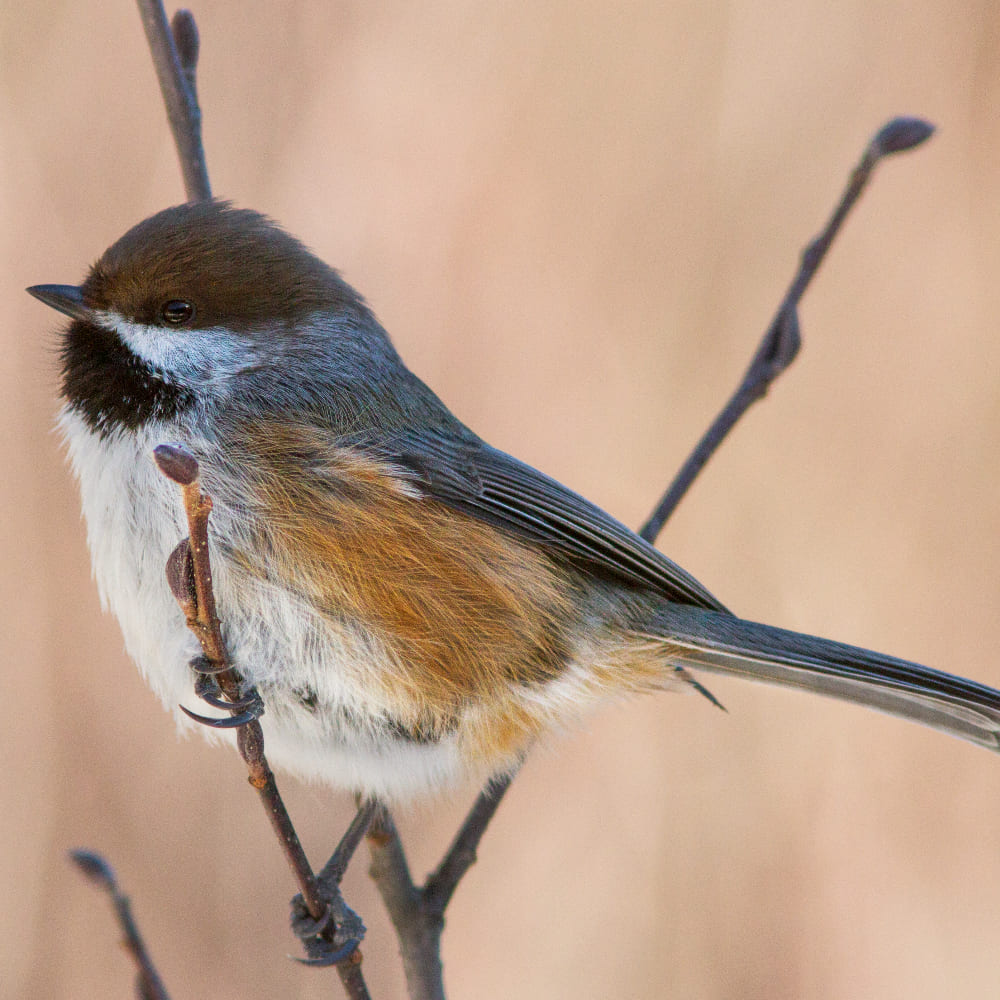 An image of Boreal Chickadee.