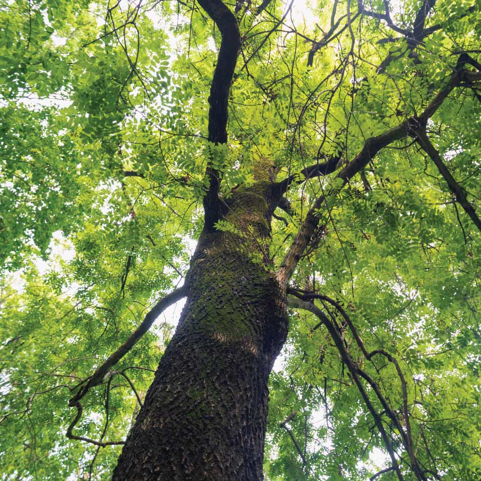Photograph of a large tree with a lush, green canopy.
