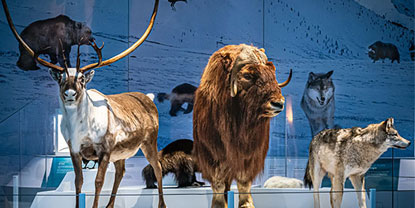 A diorama of polar animals.