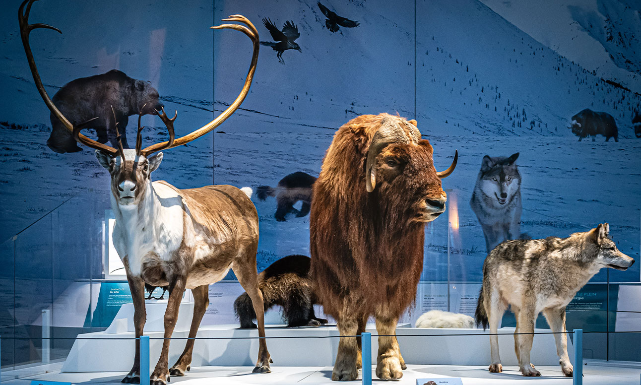 The Planet Ice exhibition featuring polar animals.