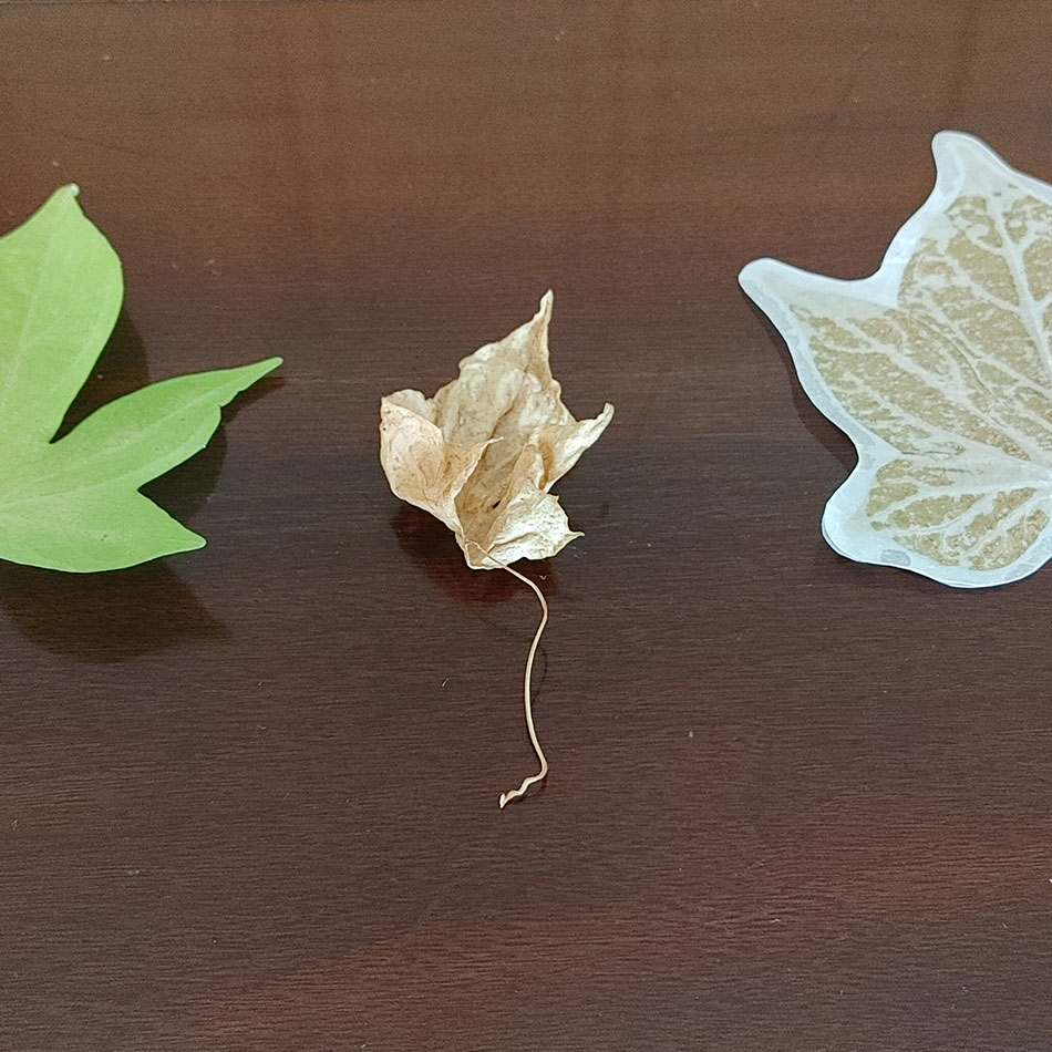 Preserved fallen leaves.