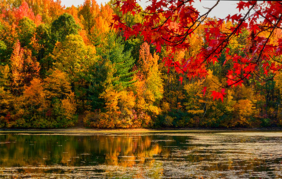 Trees changing colour in the fall.