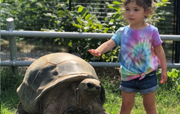 A child petting a tortoise.