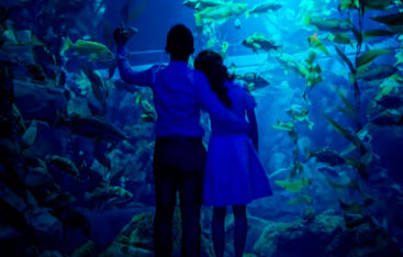 Two children looking at fish in a large aquarium.