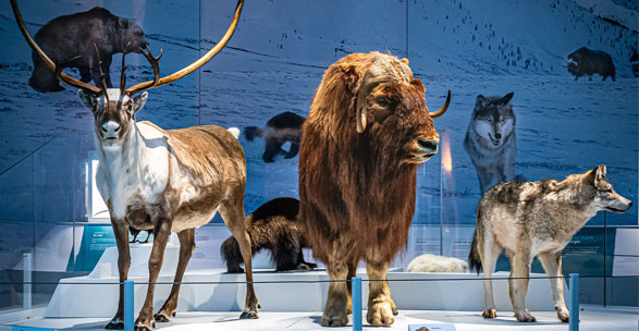 Life sized recreations of arctic animals.