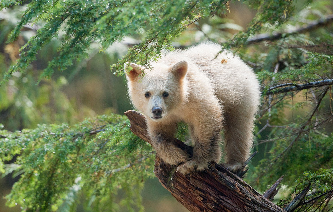 A white bear cub on a log.