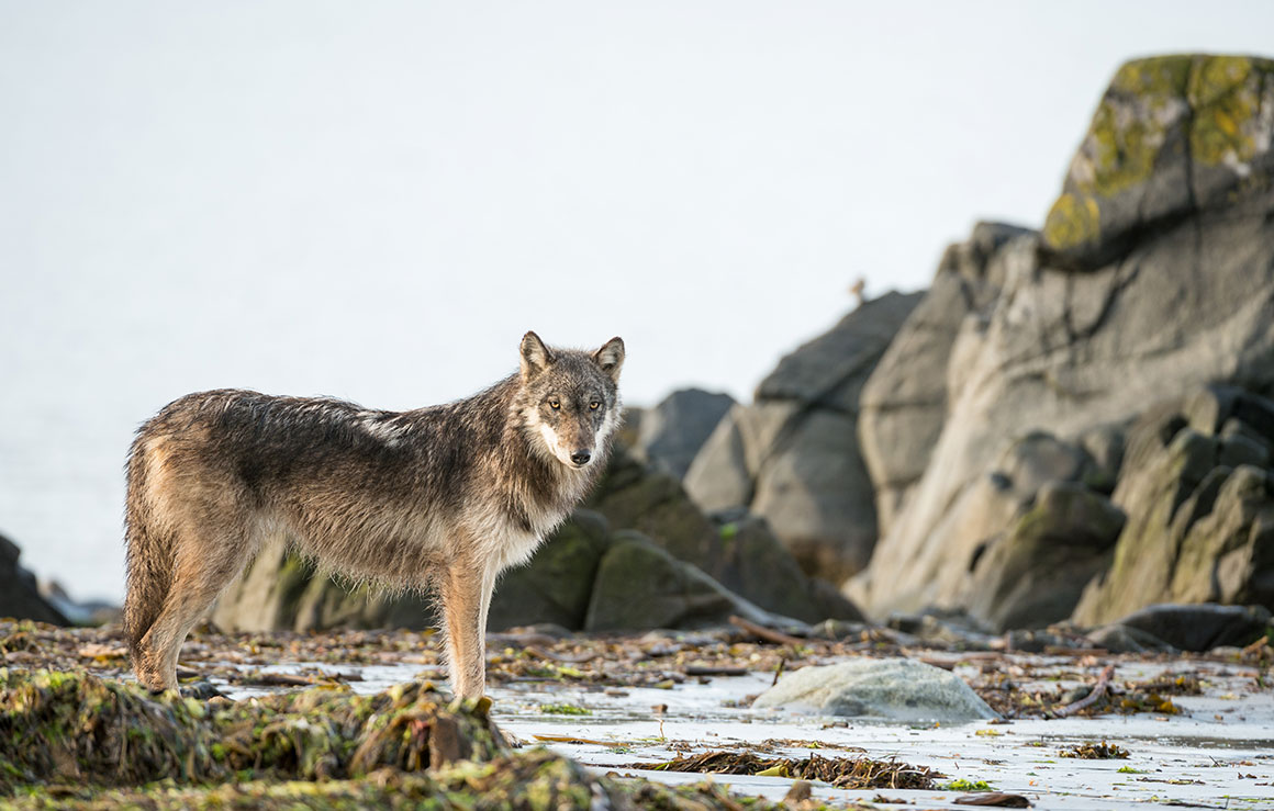 A wolf standing near a river.