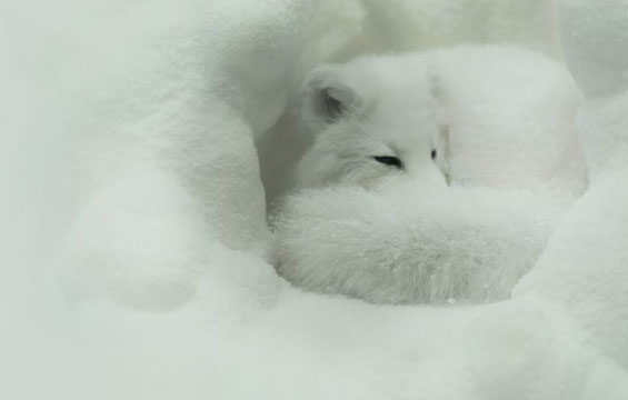A white fox in the winter.