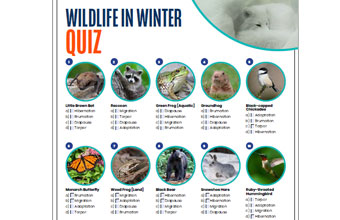 A screenshot of the Wildlife in Winter quiz.