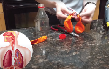 An Educator's hands are shown assembling an experimenting with straws and balloons. A diagram of the respiratory system is shown in the bottom left corner.