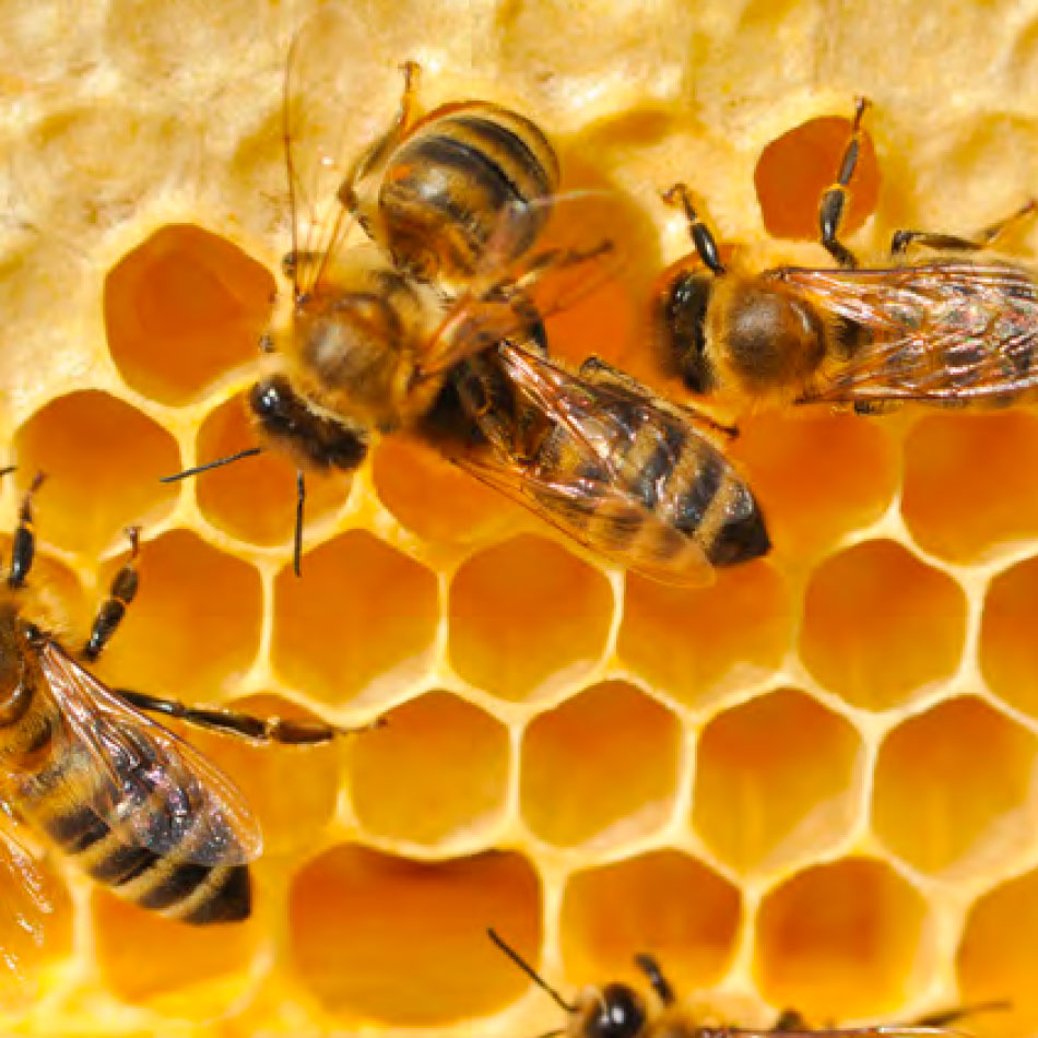 A close-up of bees in a hive.
