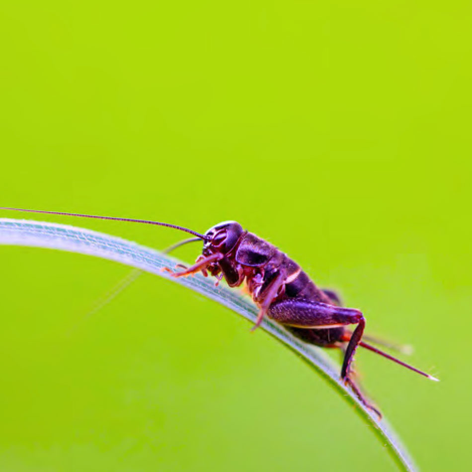 A cricket on a blade of grass.