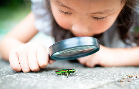 A child examines a beetle with a magnifying glass.