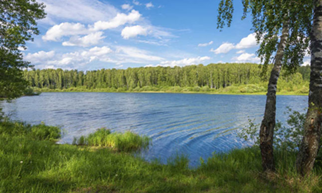 A wetland scene with plants, trees and water.