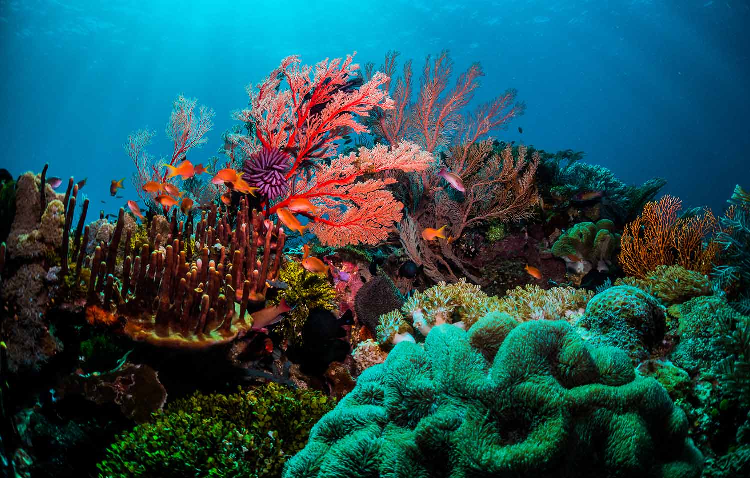 A reef made up of many different corals, surrounded by colourful fish