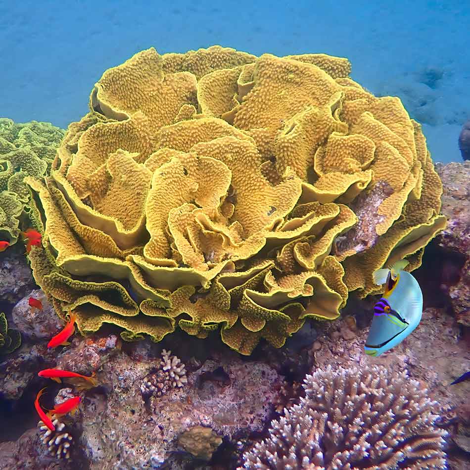 Yellow coral surrounding by colourful fish.