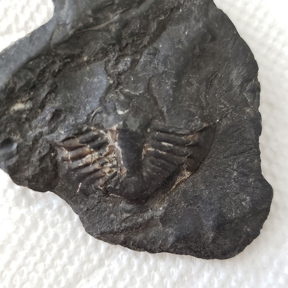 A trilobite fossil.
