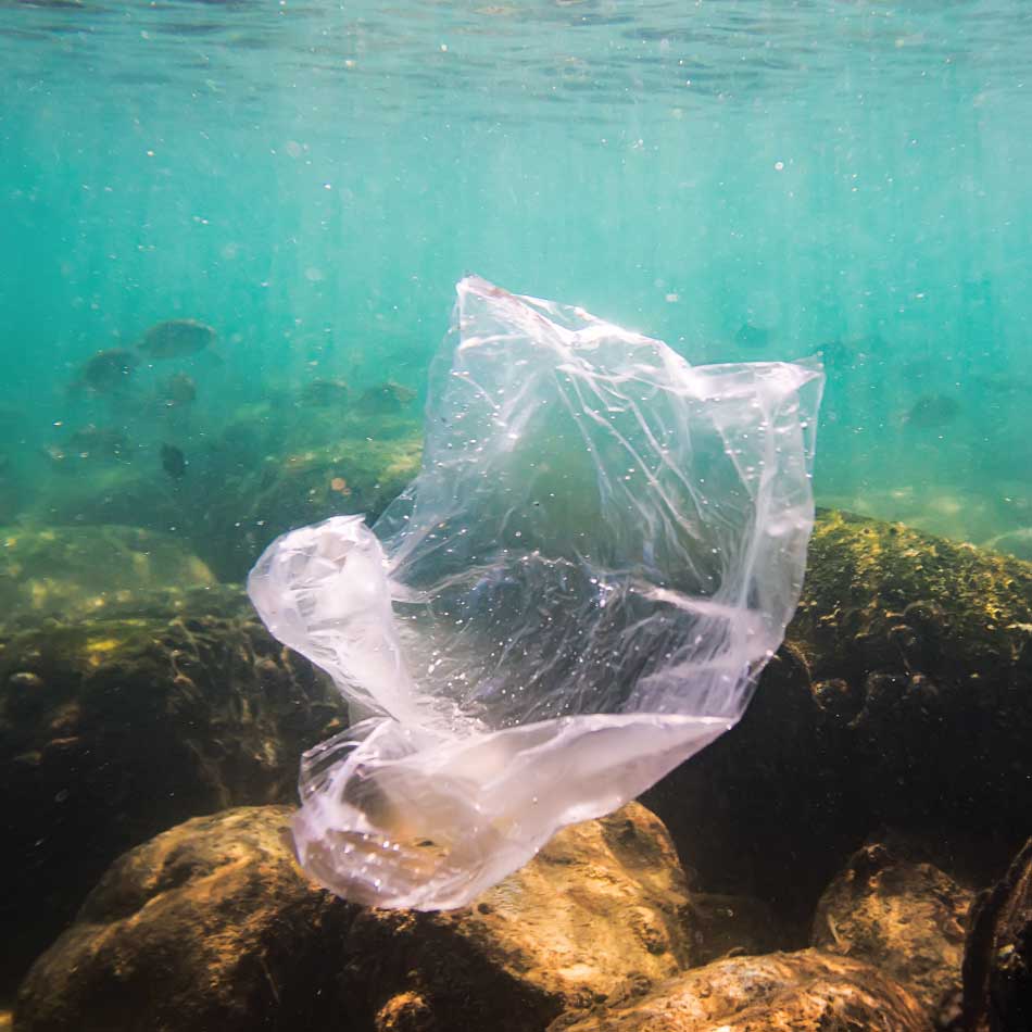 A plastic bag floating near the ocean floor.