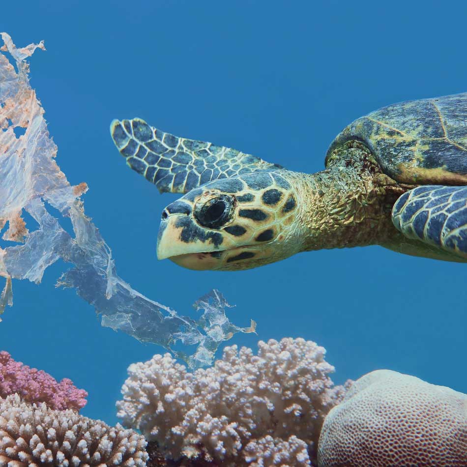 A sea turtle swimming above different kinds of coral.