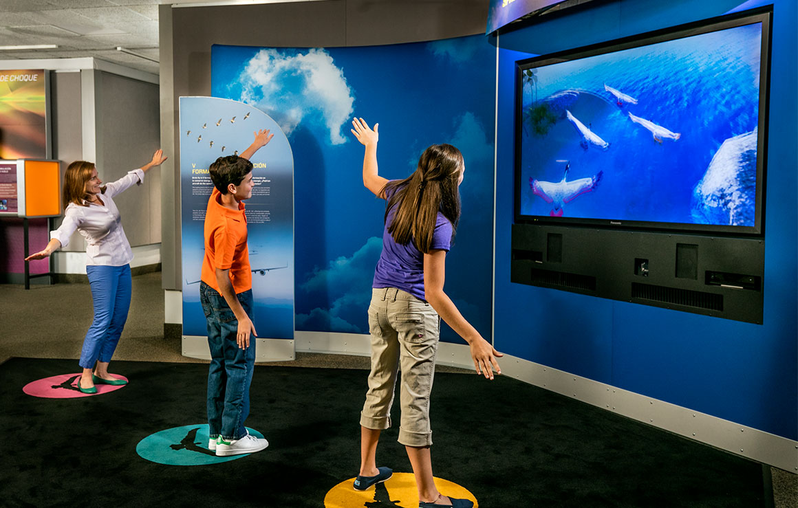 People playing with an interactive bird flight simulator.