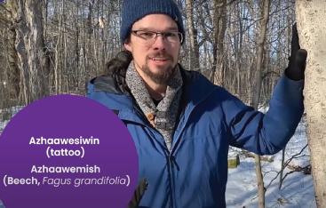 Presenter Joseph Pitawanakwat walks in a snow-covered forest, and puts his hand on a tree labelled "Azhaawemish (Beech, Fagus grandifolia).