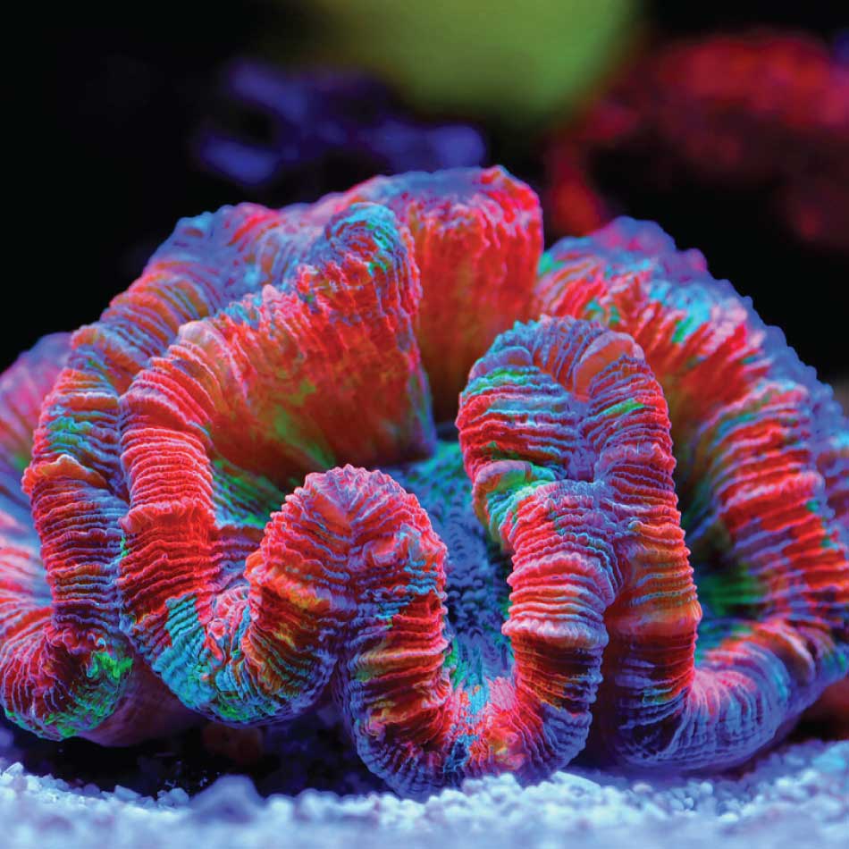 Close-up of a colourful coral