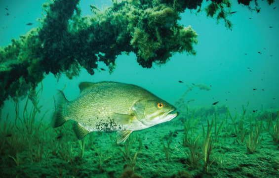 A Smallmouth Bass protects its nest and young fishes in the St. Lawrence River