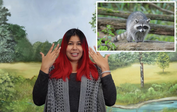 A presenter gestures with their hands about a raccoon that is shown in an inset in the top right corner.
