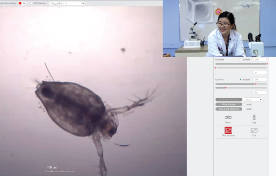 Screenshot of a webinar showing a close-up of a live Daphnia, with an inset of an educator in the top-right corner.