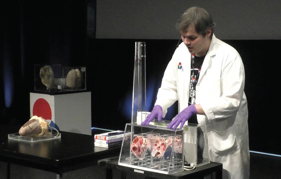 An educator displays the cross section of a heart.