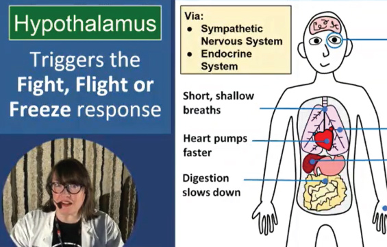 Informational graphic describing the role of the hypothalamus with an educator inset in the bottom left corner