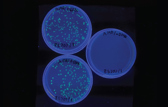 Three petri dishes with two of them showing colonies of glowing bacteria